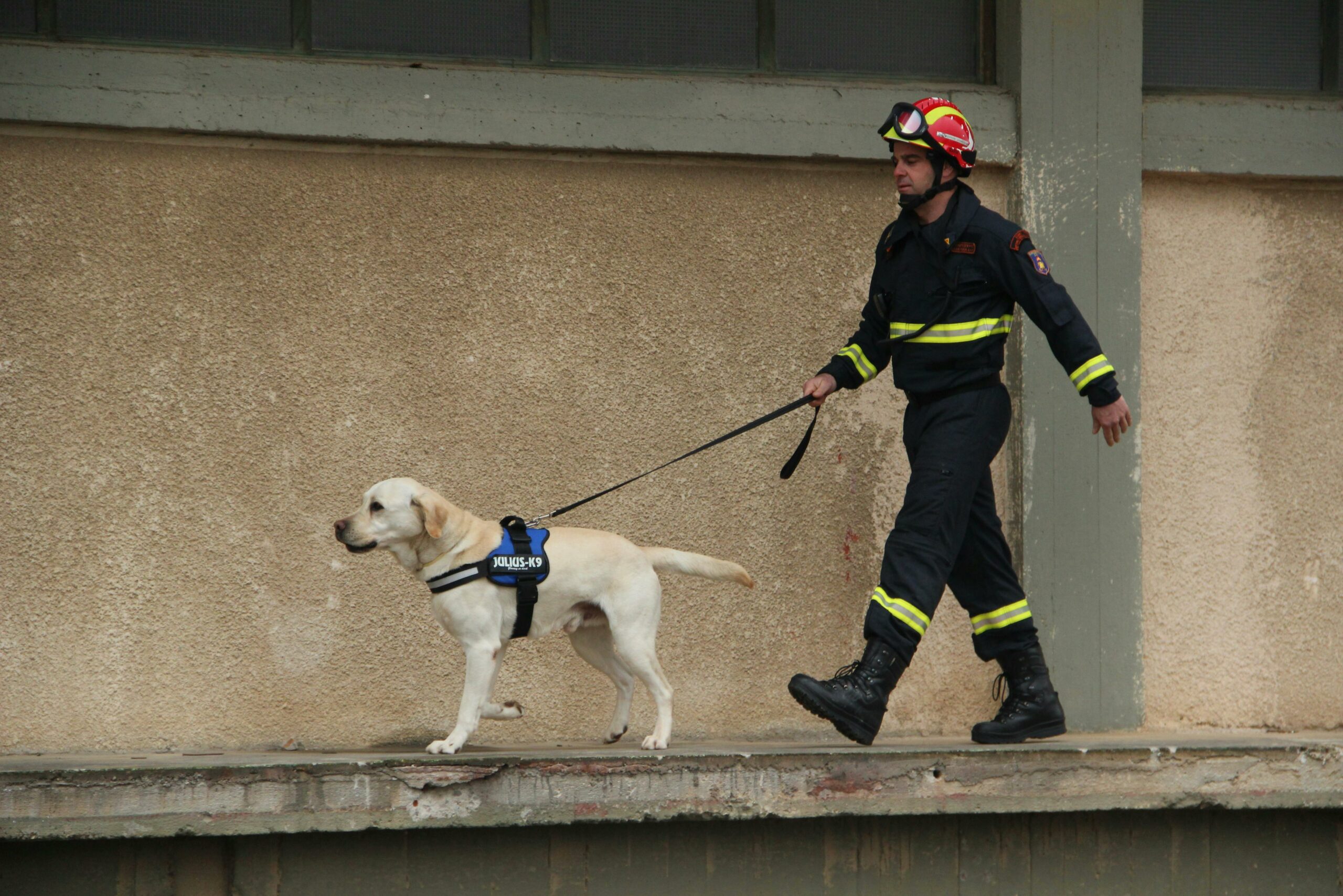 How to Train a Search and Rescue Dog (SAR Dog)