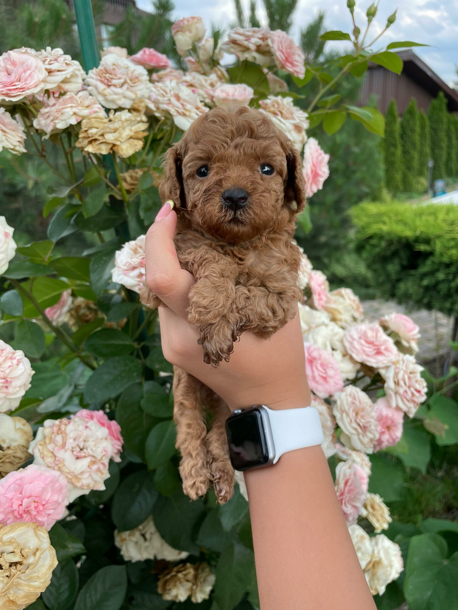 Your Guide to Buying Teacup Poodle Puppies: Best Places to buy Teacup Poodle Puppies in the USA