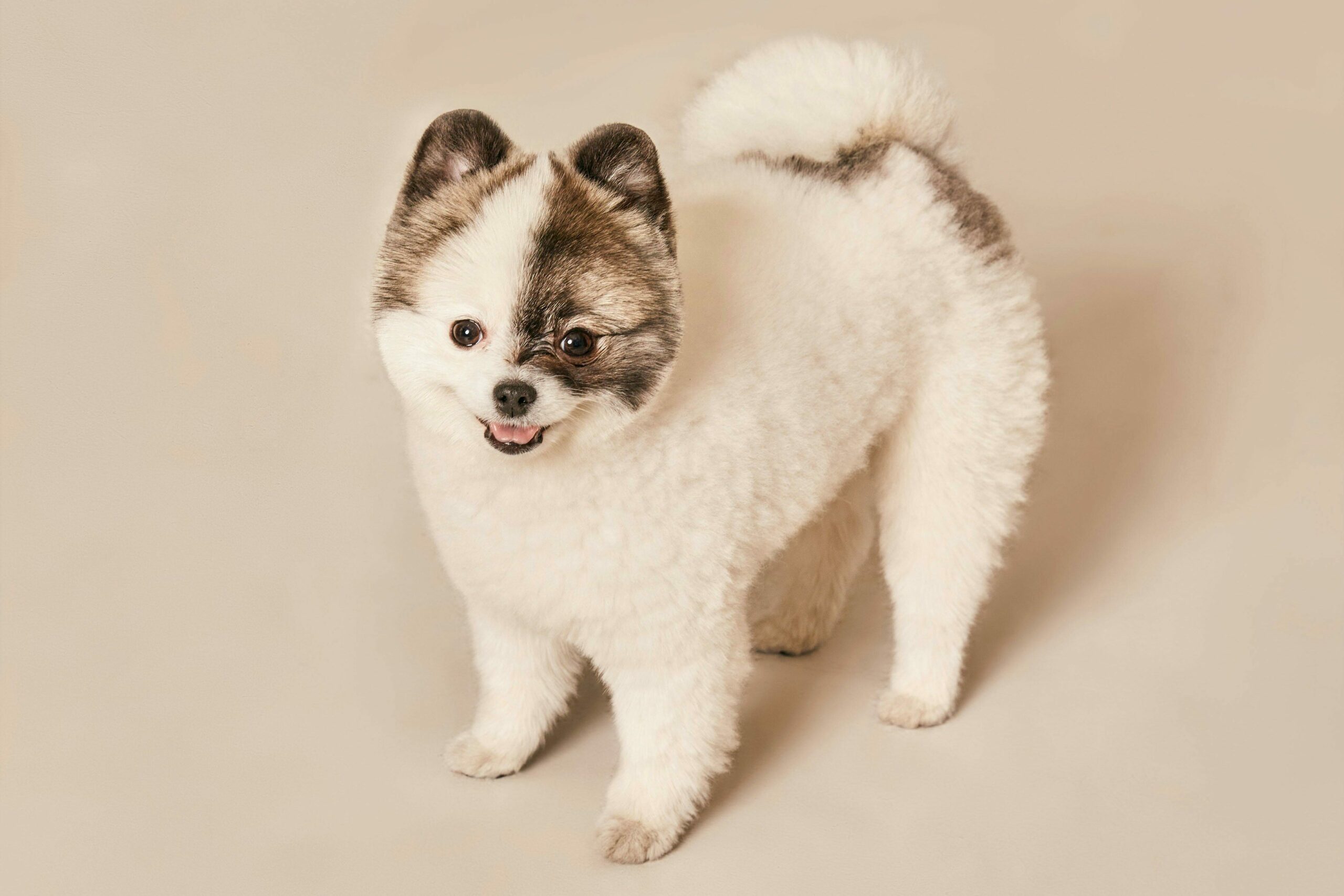 Pomeranian Dog