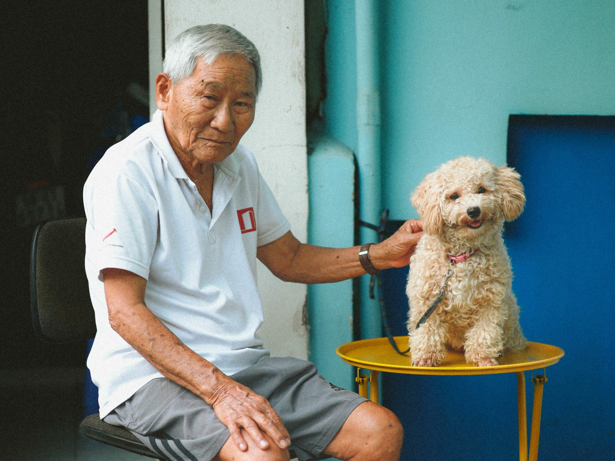 Poodle Dog With seniors