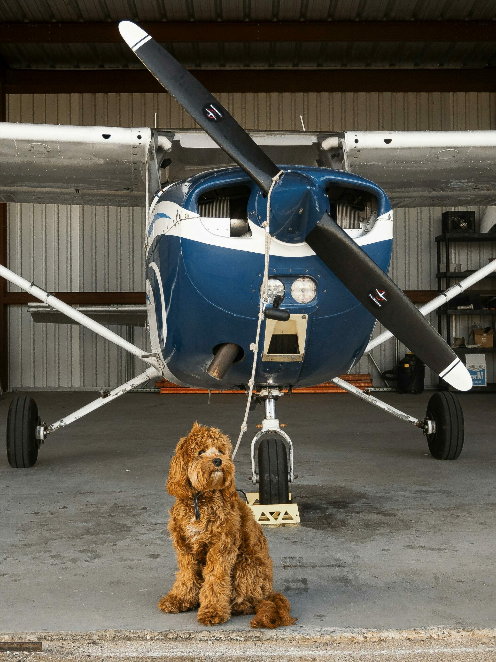 how much does it cost to fly with a dog internationally