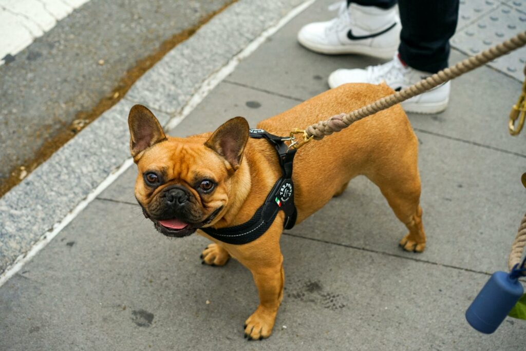 French Bulldog