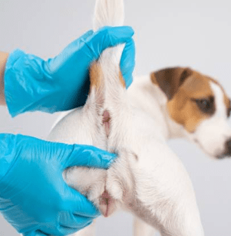 Guide to Dogs’ Anal Glands: How to Understand, Care and Solution